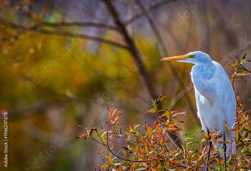 Great egret portrait with curved neck and vivid yellow bill against warm blurred background