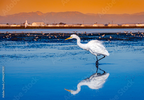 Great egret foraging in Bolsa Chica wetlands with industrial oil fields in background, illustrating habitat encroachment and coastal conservation in Huntington Beach, California