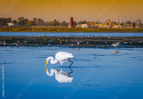 Great egret foraging in Bolsa Chica wetlands with industrial oil fields in background, illustrating habitat encroachment and coastal conservation in Huntington Beach, California
