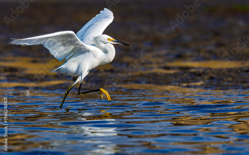 Snowy egret running across shallow water with wings raised and yellow feet visible in dynamic hunting behavior