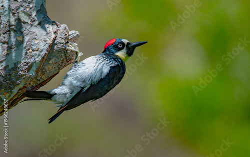 Acorn woodpecker perched on tree trunk with red cap and detailed plumage against soft green background