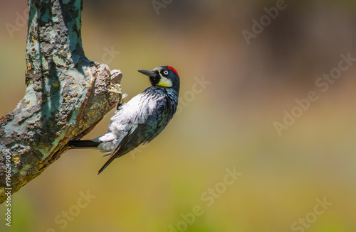 Acorn woodpecker perched on tree trunk with red cap and detailed plumage against soft green background