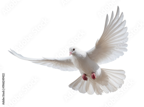 Konstfotografi Isolated graceful white dove flying with outstretched wings, symbolizing peace a
