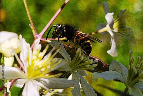 Wasp on a flower