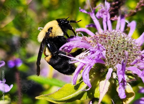 Bumblebee on a flower