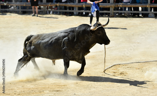 Obraz na plátně spanish bull in a traditional spectacle of bullfight