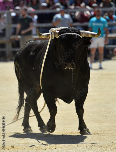 Konstfotografi spanish bull in a traditional spectacle of bullfight