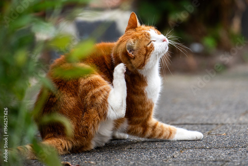 Fotografi Cat scratching ear using back paw on a sidewalk