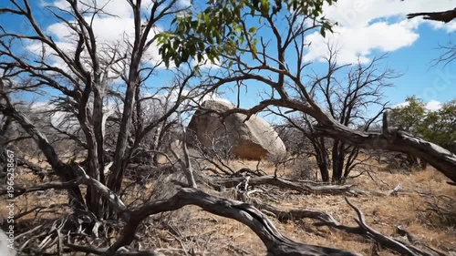 Barren Trees and Rocky Landscape Scene.
