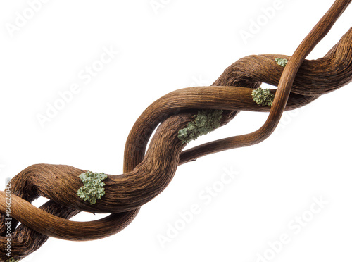 Photos Isolated dry woody twisted liana branch with green lichen, tangled tropical jung