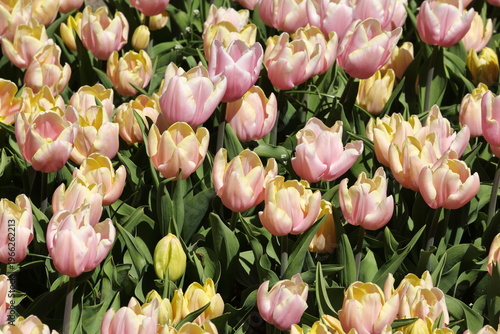 Soft Pink and Yellow Tulips in Spring Garden
