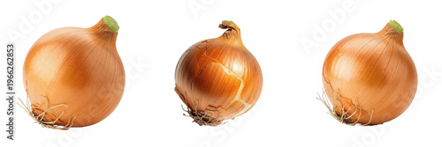 Onion bulb (Allium cepa) whole round bulb vegetable isolated on white background, common onion produce