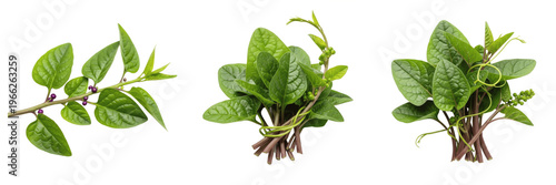 Photos Malabar spinach (Basella alba) thick glossy climbing leafy vegetable isolated on
