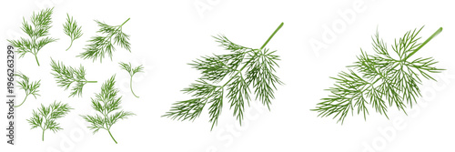 Tableau sur toile Dill leaves (Anethum graveolens) feathery green herb foliage isolated on white b