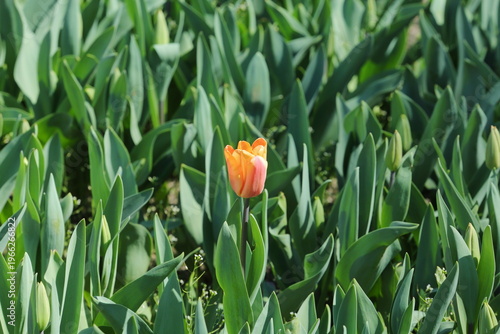 Single Orange Tulip Standing Out in Green Field