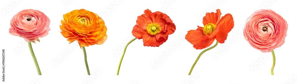 Obraz premium Vibrant flowers on white background