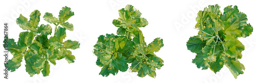 Quadro em tela Brassica juncea tree plan, top view, cutout, transparent background, isolate, Detailed close-up of vibrant green plant leaves with intricate vein patterns, nature's artistry