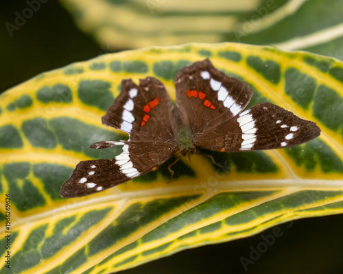 Injured Banded Peacock Butterfly