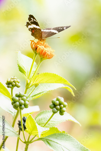Profile of banded peacock butterfly on yellow flower with greenery.