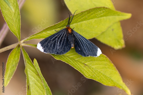 White-tipped Black
Melanchroia chephise Butterfly
