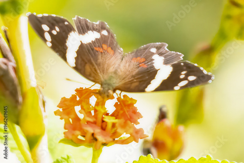 Faded banded peacock butterfly on an orange flower head. 