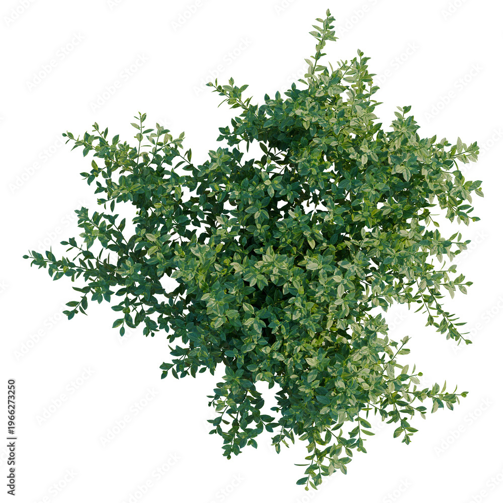 Obraz premium Vaccinium tree plan, top view, cutout, transparent background, isolate, Lush Greenery Branch with Delicate Foliage, Detailed Natural Texture, Perfect for Design Elements