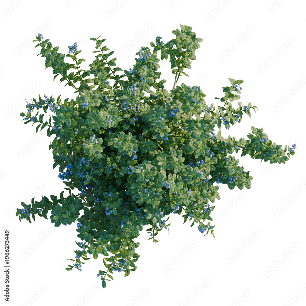Obraz premium Vaccinium tree plan, top view, cutout, transparent background, isolate, Green foliage texture, detailed close-up, natural background, botanical pattern, nature concept