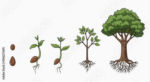 A vector graphic illustration of a tree's growth stages from seed to maturity