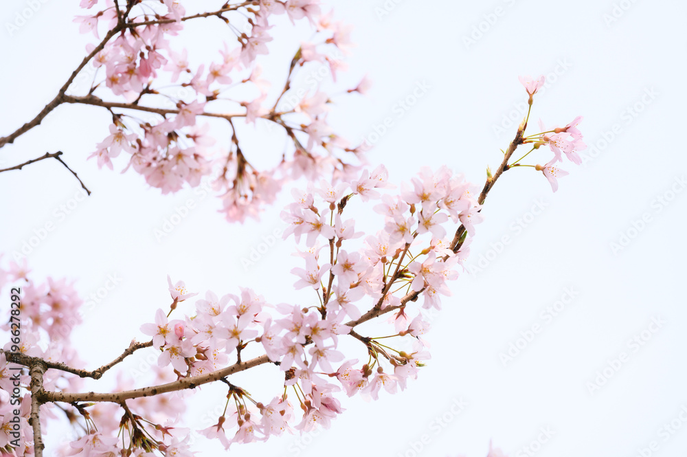 Obraz premium 瓢箪桜