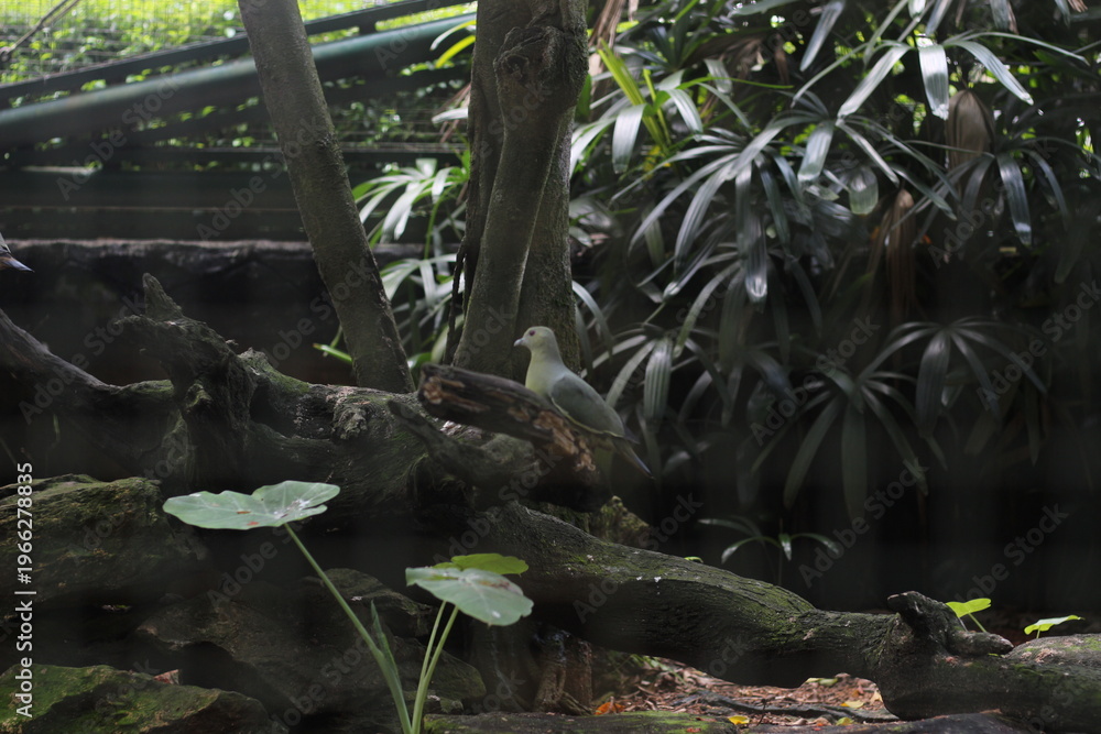 Fototapeta premium Quiet Green Birds Perched on Mossy Branch in Lush Garden