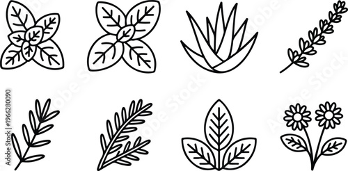 Herbal plant icons set with mint basil aloe vera lavender rosemary and chamomile in black line art style.