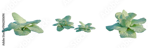 Obraz na płótnie Brassica oleracea tree, elevation, front view, cutout, transparent background, i