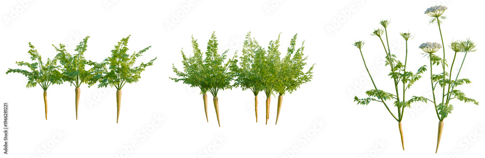 Fototapeta premium Carrot tree, elevation, front view, cutout, transparent background, isolate, Fresh carrots with green leaves on a white background, perfect for healthy food imagery