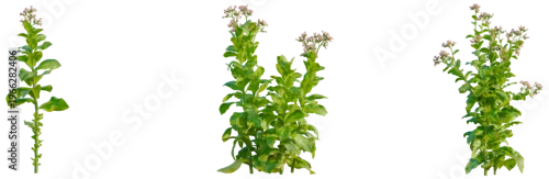Panel kuchenny z motywem Nicotiana tabacum tree, elevation, front view, cutout, transparent background, isolate, Fresh green basil plant close-up. Culinary herb for cooking and garnishing food.