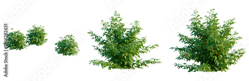 Tableau sur toile Rubus idaeus tree, elevation, front view, cutout, transparent background, isolat