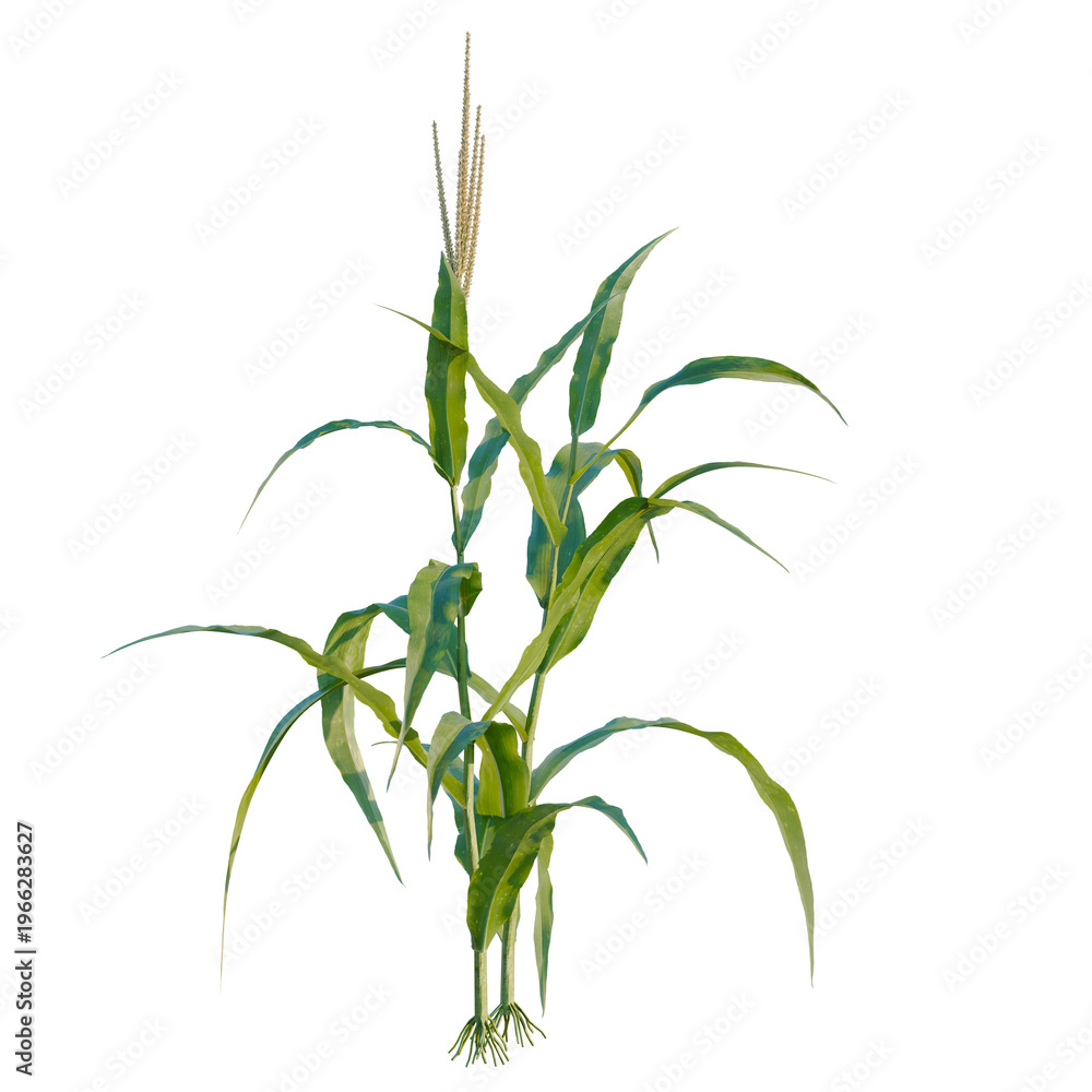 Fototapeta premium Zea mays tree, elevation, front view, cutout, transparent background, isolate, Green wheat stalks close-up, agricultural field, harvest season, rural landscape, food crop