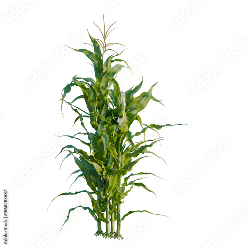 Φωτογραφία Zea mays tree, elevation, front view, cutout, transparent background, isolate, Close-up of lush green corn stalks with vibrant leaves, showcasing natural beauty and growth