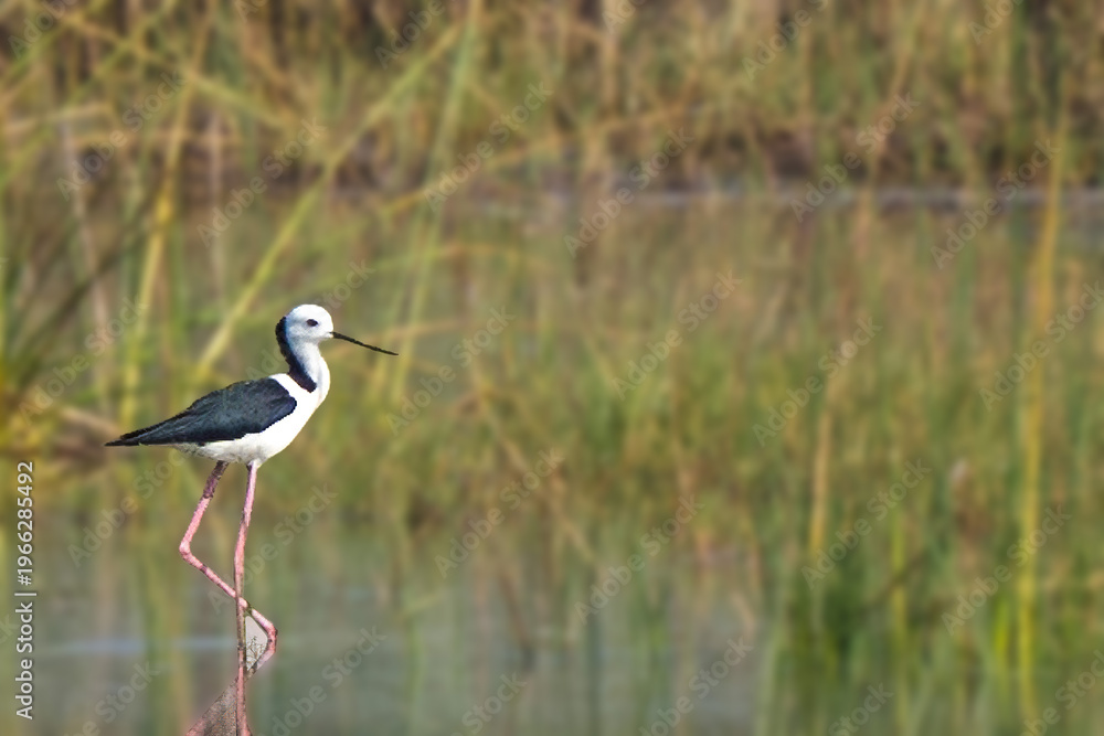 Obraz premium A black-winged stilt stands in shallow water with a blurred background of tall grasses and reeds in a natural wetland habitat.