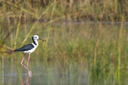 Wallpaper Mural A black-winged stilt stands in shallow water with a blurred background of tall grasses and reeds in a natural wetland habitat. Torontodigital.ca