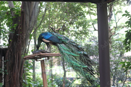Colorful Peacock Resting on Wooden Perch Under Shaded Structure