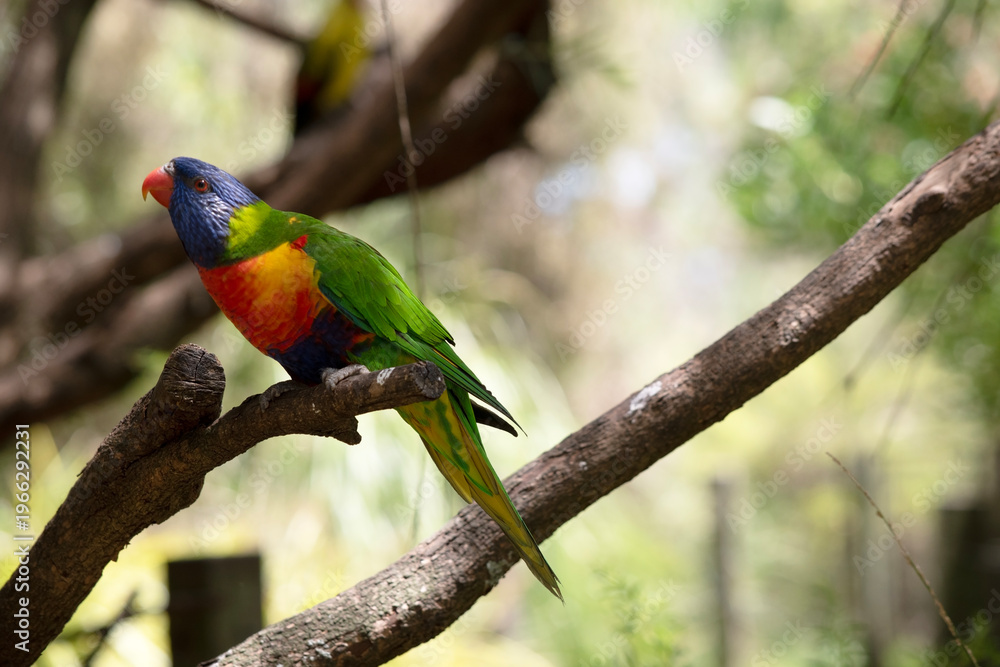 Obraz premium this is a side view of a rainbow lorikeet is perched in a tree