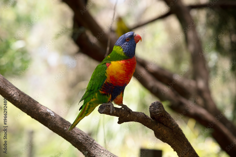 Obraz premium this is a side view of a rainbow lorikeet is perched in a tree