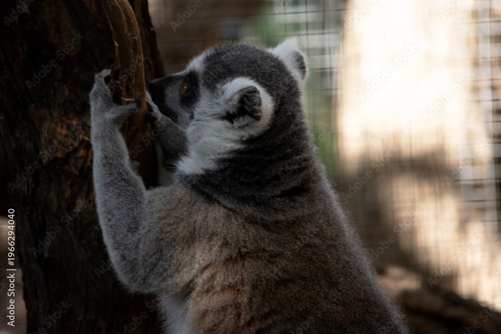Fototapeta premium this is a close up of a ring tailed lemur