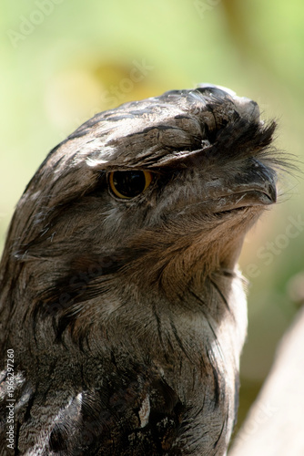 Bilde på lerret this is a close up of a tawny frogmouth