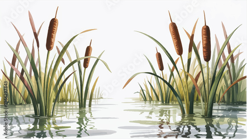 Cattails growing in shallow water with reflections on surface