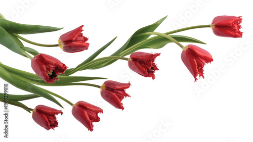 red tulips with green leaves isolated on white background