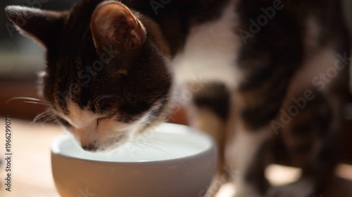 水を飲むキジ猫