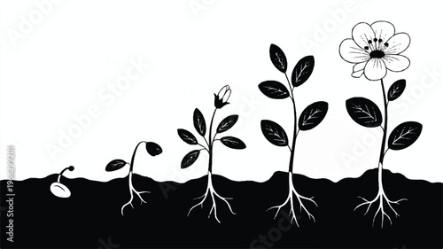 Stages of plant growth from seed to flower in soil