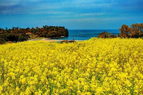 長崎鼻の菜の花