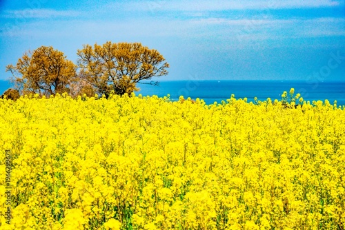 長崎鼻の菜の花
